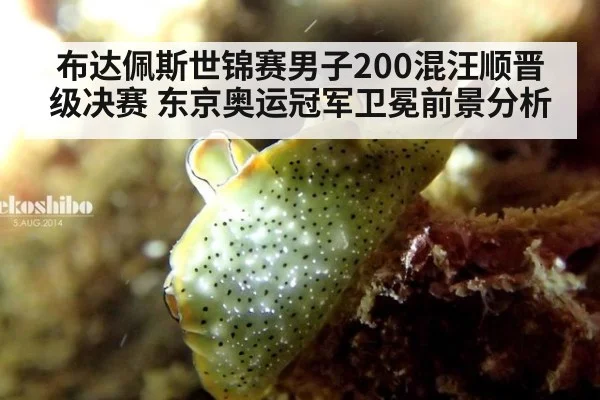 布达佩斯世锦赛男子200混汪顺晋级决赛 东京奥运冠军卫冕前景分析